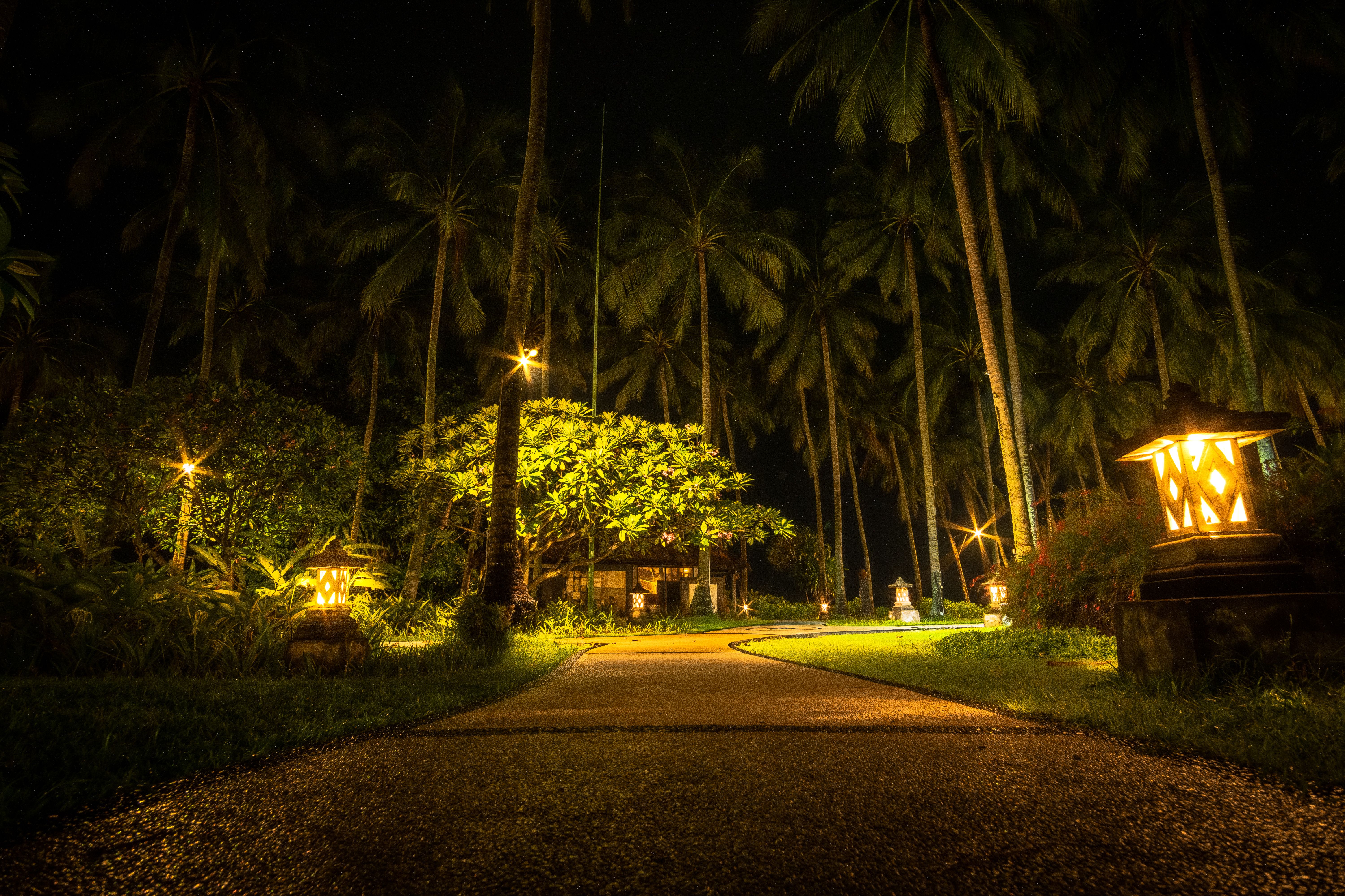Garden path illuminated by warm outdoor lights among palm trees