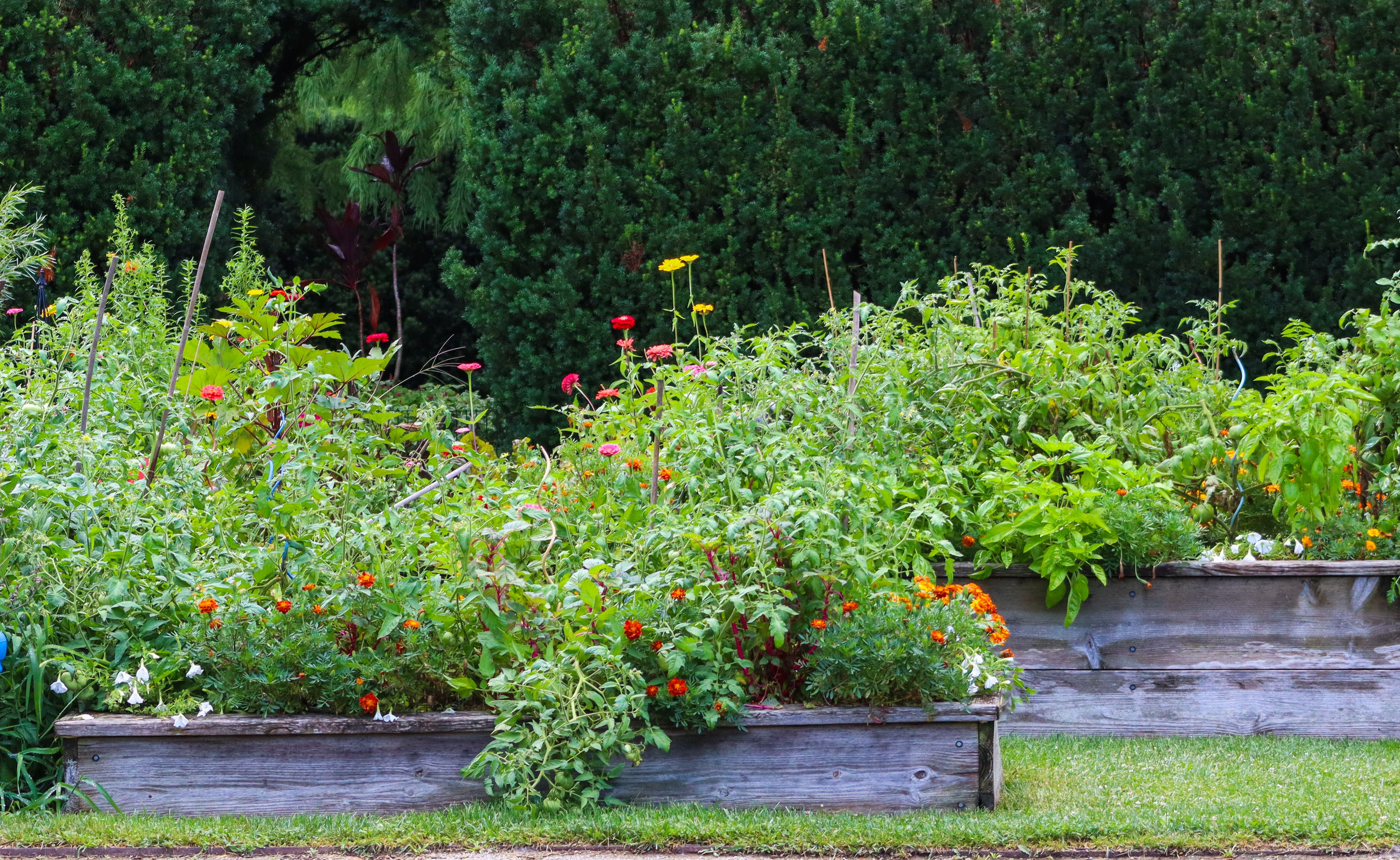Raised garden beds filled with diverse plants and flowers in a lush backyard